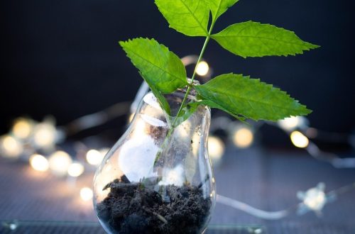 corsadoart-plant-5740098_1280